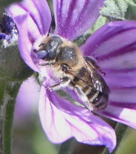 Hoplitis cristatula
